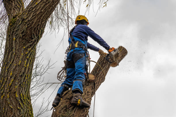 Augusta, GA  Tree Services Company