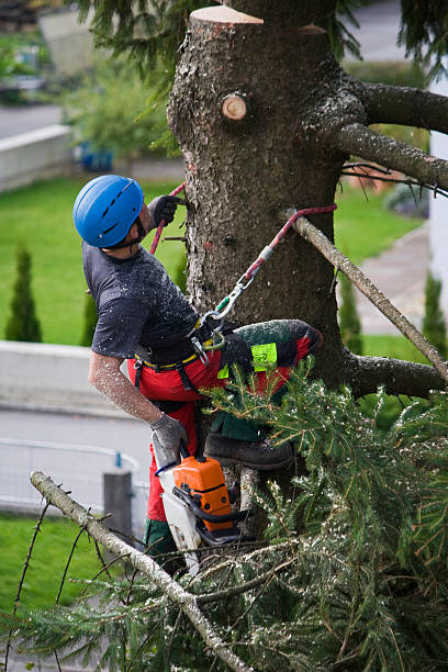 Lawn Renovation and Restoration in Augusta, GA