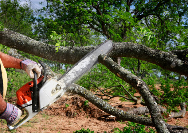 Tree and Shrub Care in Augusta, GA